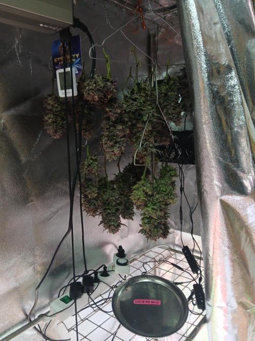 LECG Gen3 RDWC 10w. Week 19