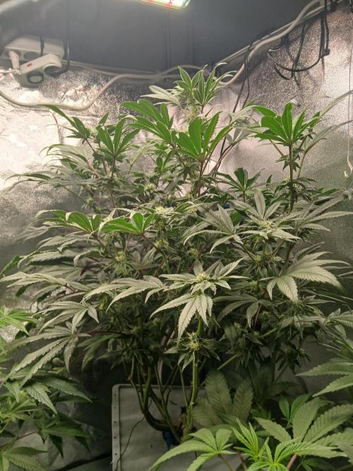 BLSK Gen1 RDWC 7w. Week 12