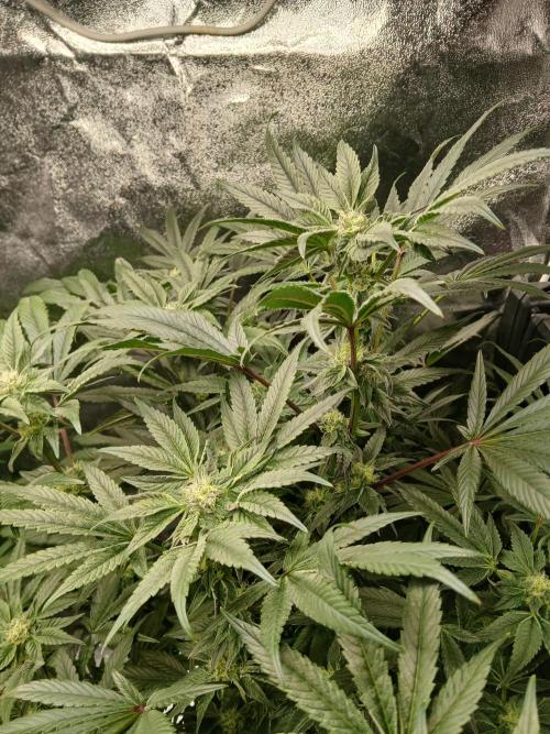 BLSK Gen1 RDWC 7w. Week 12