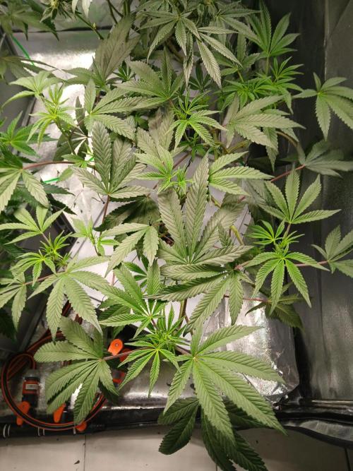 BLSK Gen1 RDWC 10w. Week 12