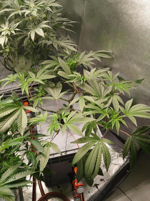 BLSK Gen1 RDWC 10w. Week 12