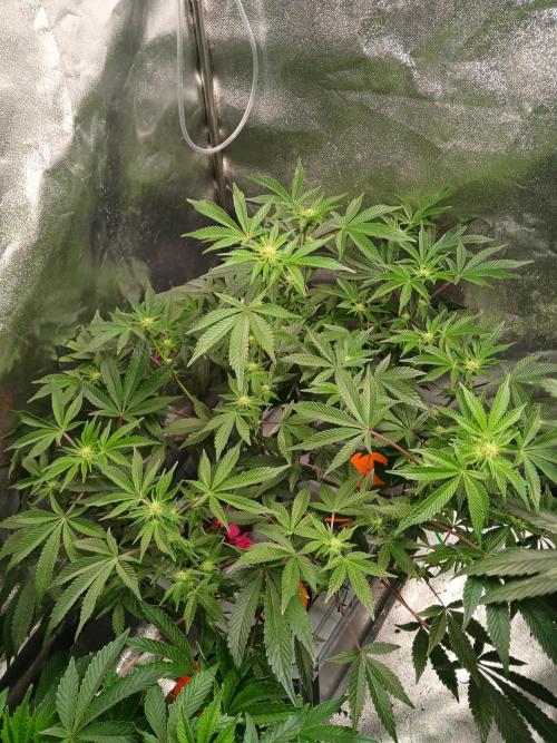 SUPE Gen1 RDWC 10w. Week 13