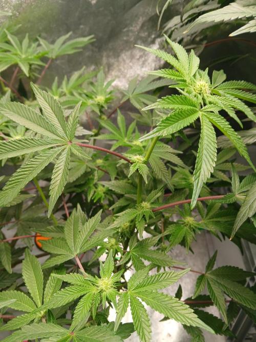 SUPE Gen1 RDWC 10w. Week 13