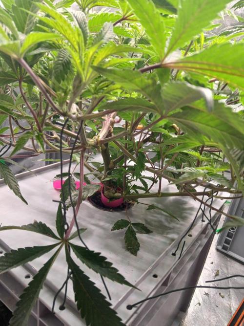 SUPE Gen1 RDWC 11w. Week 11