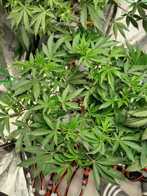 SUPE Gen1 RDWC 11w. Week 11