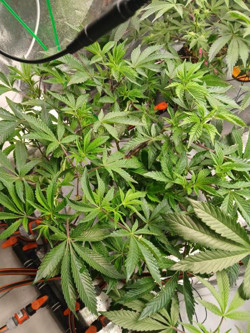 SUPE Gen1 RDWC 11w. Week 11