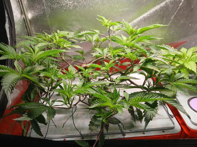 SUPE Gen1 RDWC 11w. Week 10