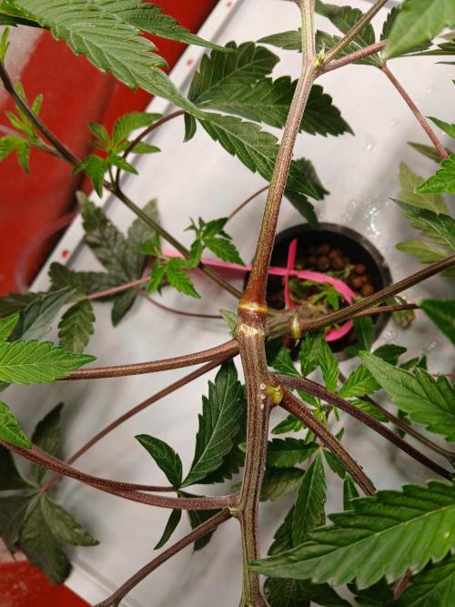 SUPE Gen1 RDWC 11w. Week 9