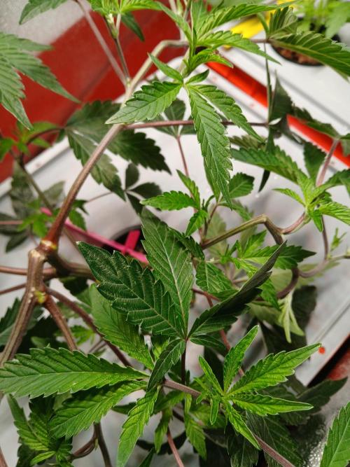 SUPE Gen1 RDWC 11w. Week 9