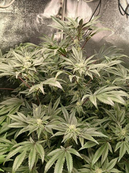 BLSK Gen1 RDWC 7w. Week 13