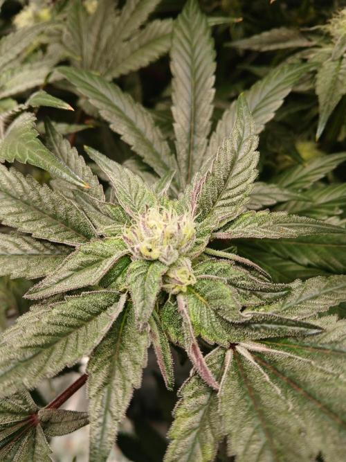 BLSK Gen1 RDWC 7w. Week 13