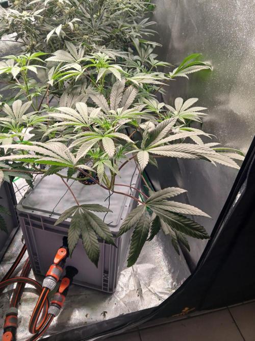 BLSK Gen1 RDWC 10w. Week 13