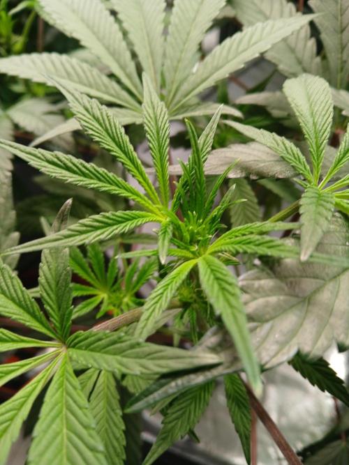 BLSK Gen1 RDWC 10w. Week 13