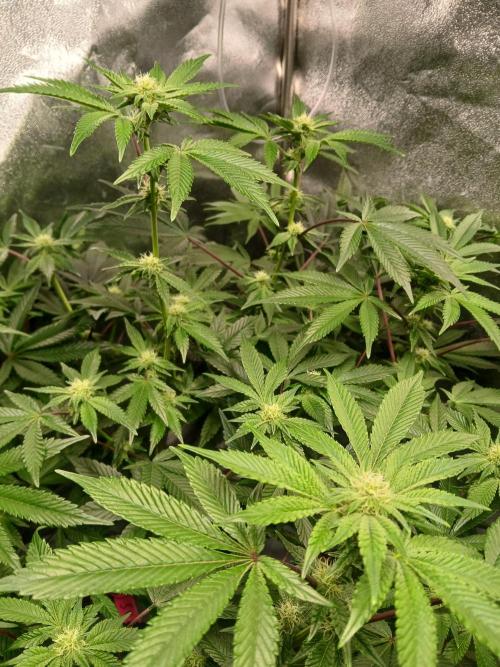 SUPE Gen1 RDWC 10w. Week 14