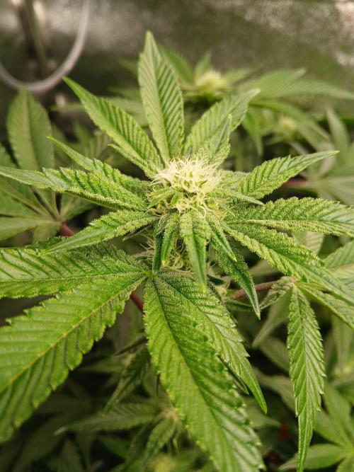 SUPE Gen1 RDWC 10w. Week 14