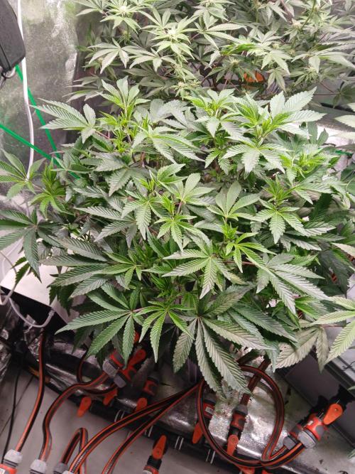 SUPE Gen1 RDWC 11w. Week 12