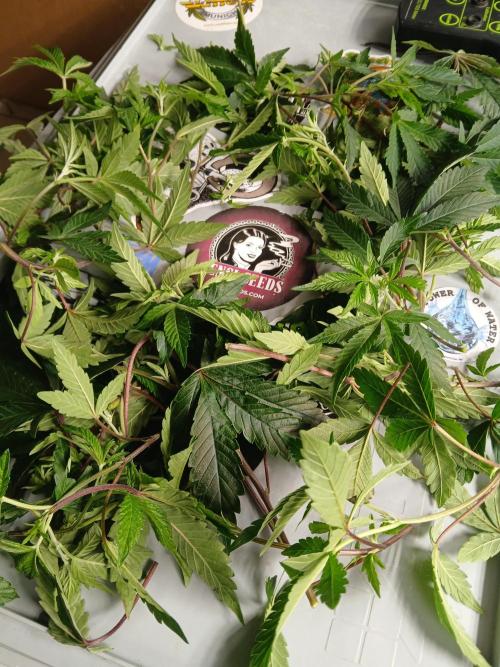 SUPE Gen1 RDWC 11w. Week 12