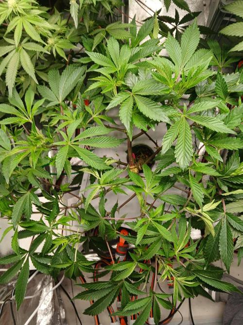 SUPE Gen1 RDWC 11w. Week 12