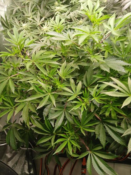 SUPE Gen1 RDWC 11w. Week 13