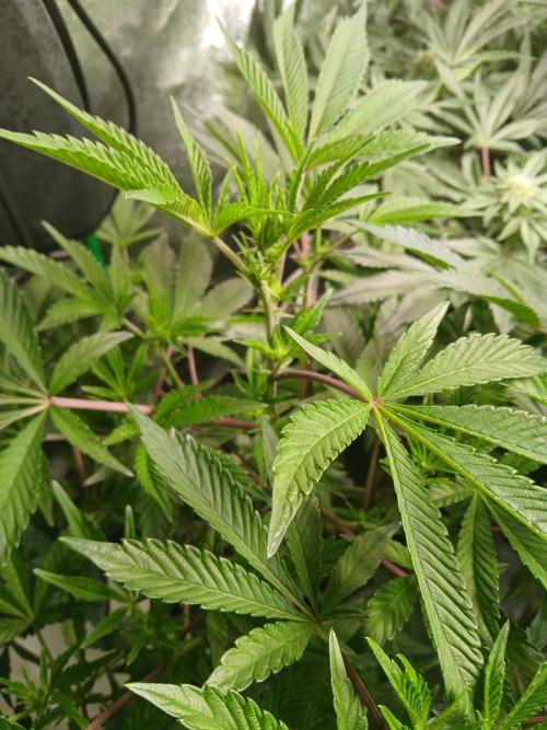 SUPE Gen1 RDWC 11w. Week 13