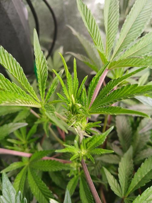 SUPE Gen1 RDWC 11w. Week 13