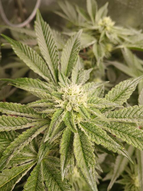 SUPE Gen1 RDWC 10w. Week 15
