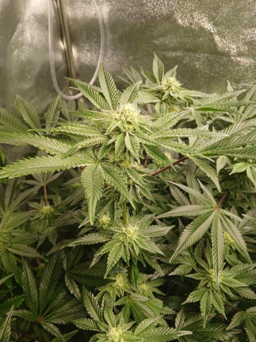 SUPE Gen1 RDWC 10w. Week 15