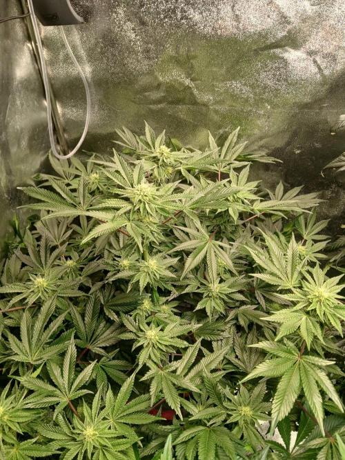 SUPE Gen1 RDWC 10w. Week 15