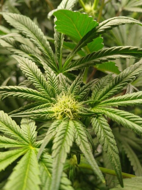 BLSK Gen1 RDWC 10w. Week 14