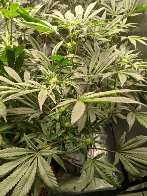 BLSK Gen1 RDWC 10w. Week 14