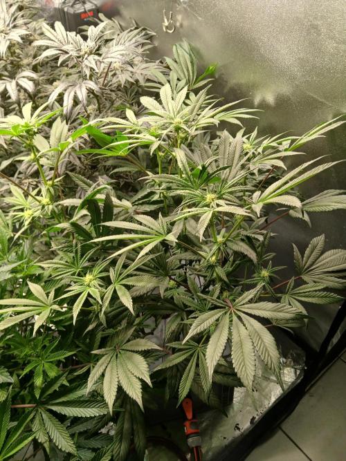 BLSK Gen1 RDWC 10w. Week 14