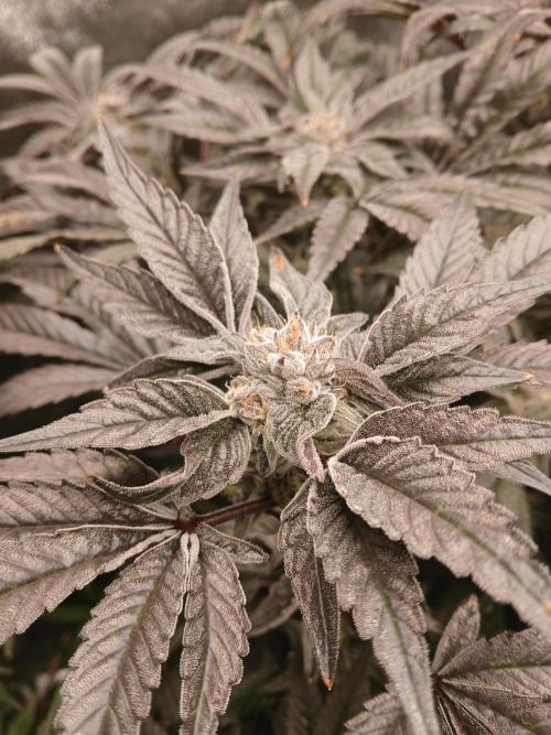 BLSK Gen1 RDWC 7w. Week 14