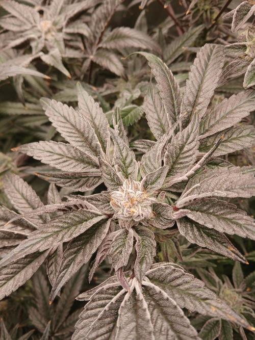 BLSK Gen1 RDWC 7w. Week 14