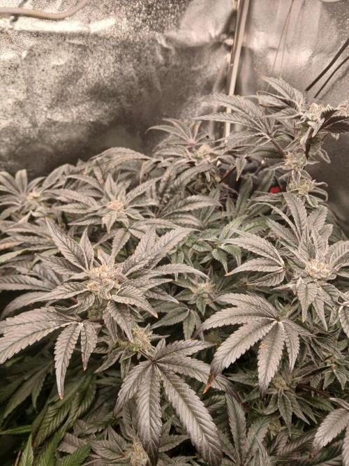 BLSK Gen1 RDWC 7w. Week 14