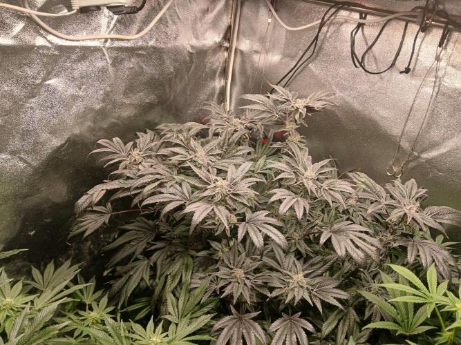 BLSK Gen1 RDWC 7w. Week 14