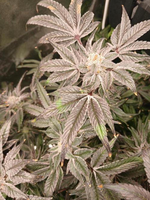 BLSK Gen1 RDWC 7w. Week 14