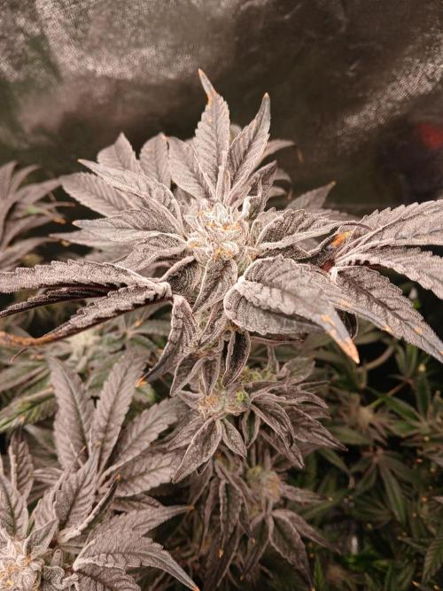 BLSK Gen1 RDWC 7w. Week 14