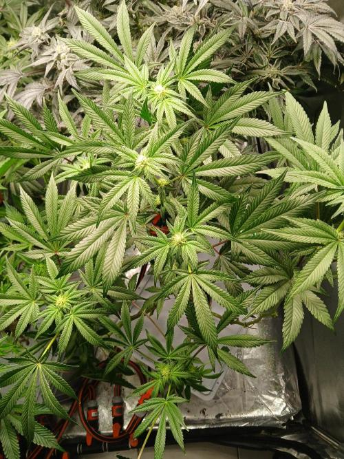 BLSK Gen1 RDWC 10w. Week 14