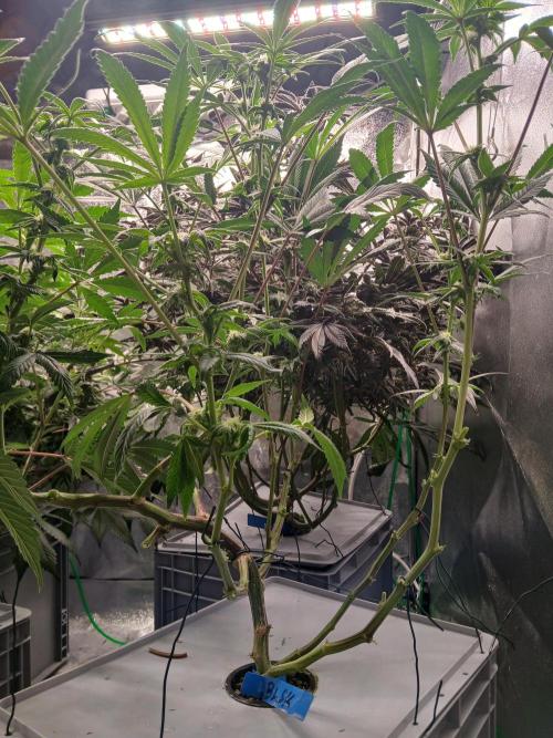 BLSK Gen1 RDWC 10w. Week 14
