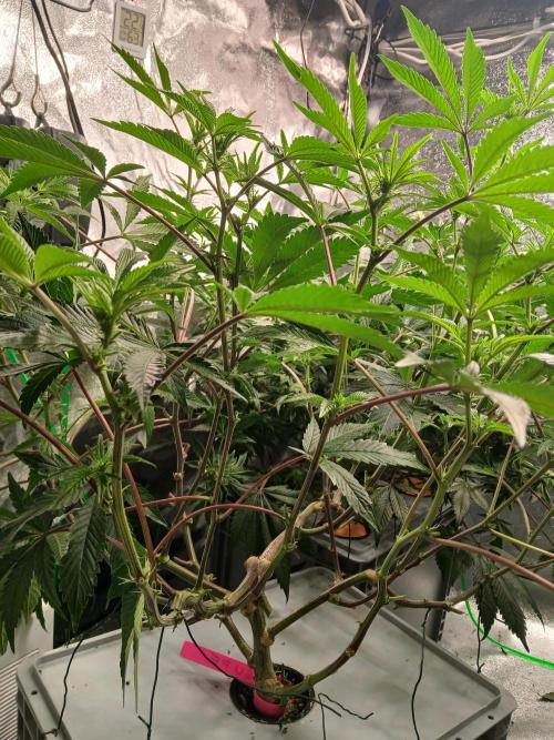 SUPE Gen1 RDWC 11w. Week 13