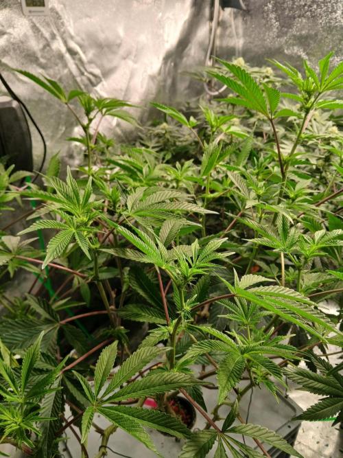 SUPE Gen1 RDWC 11w. Week 13