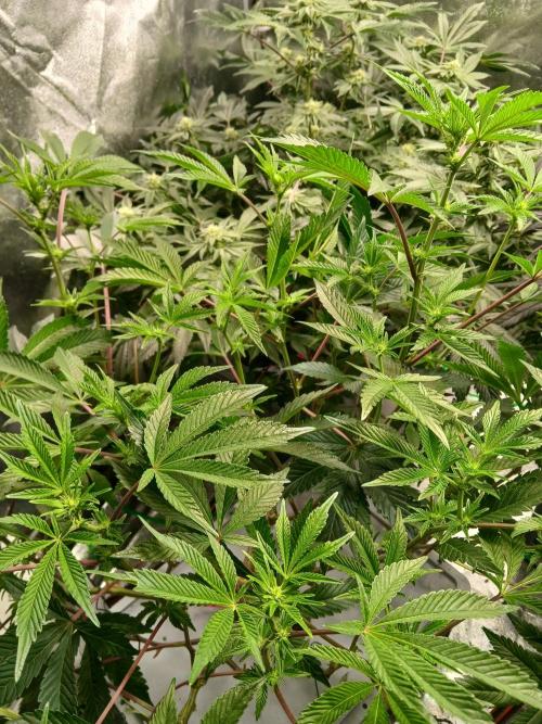 SUPE Gen1 RDWC 11w. Week 13
