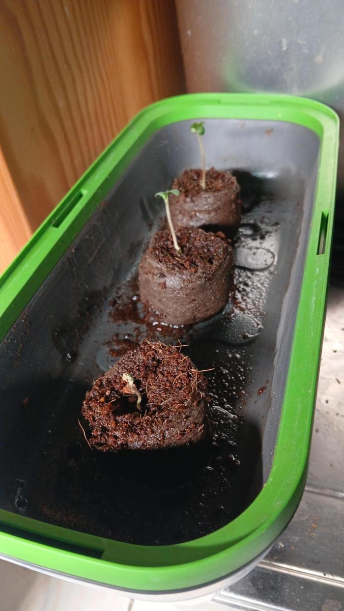 SLEC Gen0 RDWC. Week 0