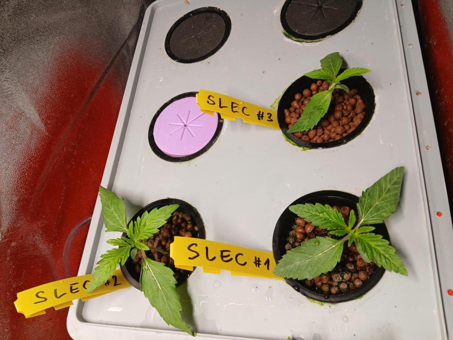 SLEC Gen0 RDWC. Week 2