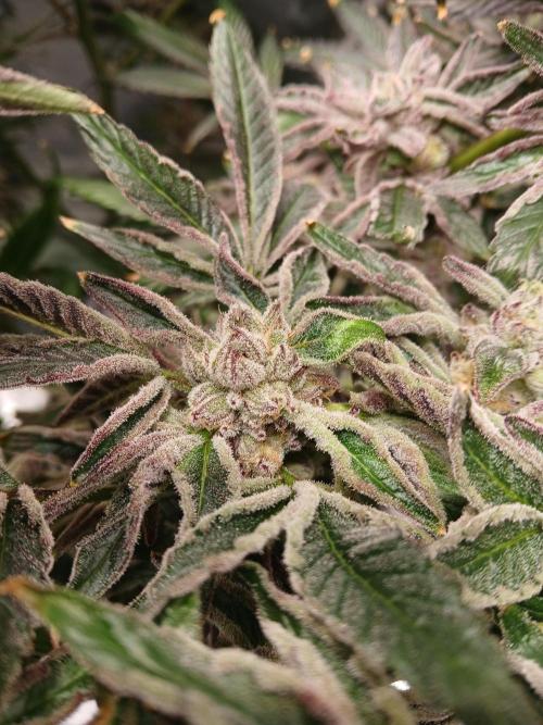 BLSK Gen1 RDWC 7w. Week 14