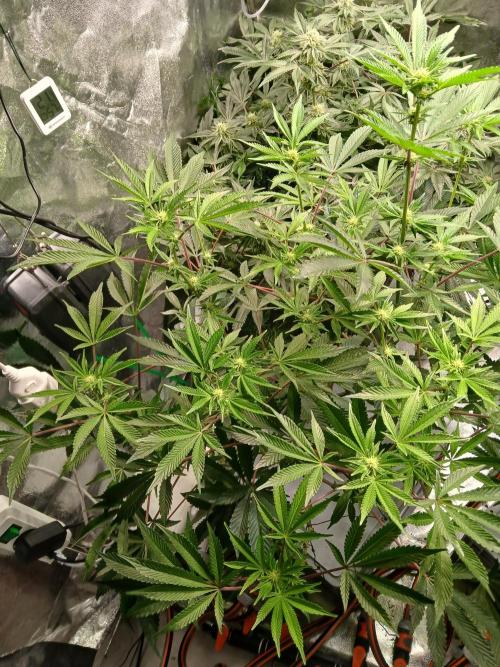 SUPE Gen1 RDWC 11w. Week 14