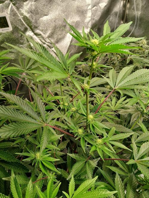 SUPE Gen1 RDWC 11w. Week 14