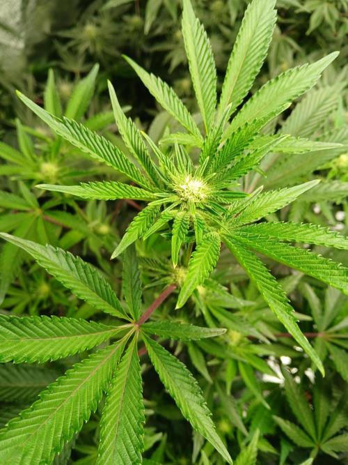 SUPE Gen1 RDWC 11w. Week 14