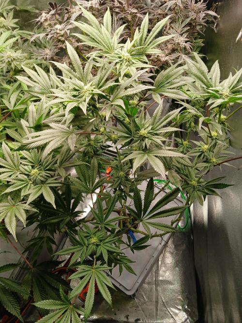 BLSK Gen1 RDWC 10w. Week 15