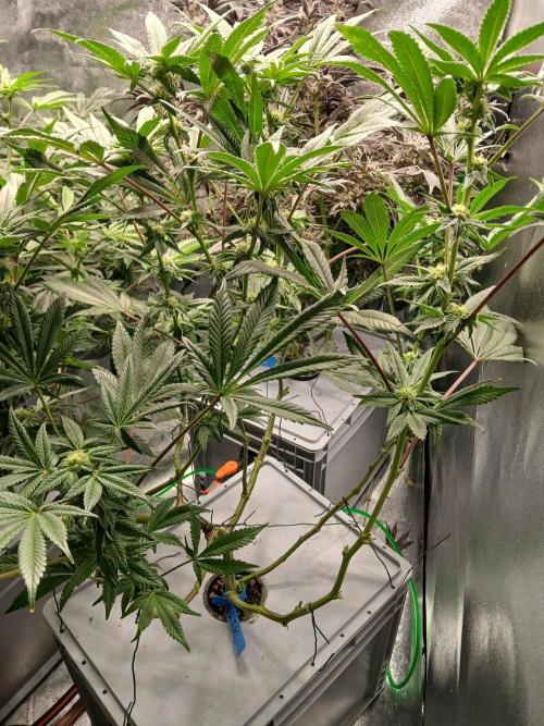 BLSK Gen1 RDWC 10w. Week 15
